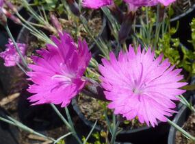 Hvozdík sivý 'Feuerhexe' - Dianthus gratianopolitanus 'Feuerhexe'