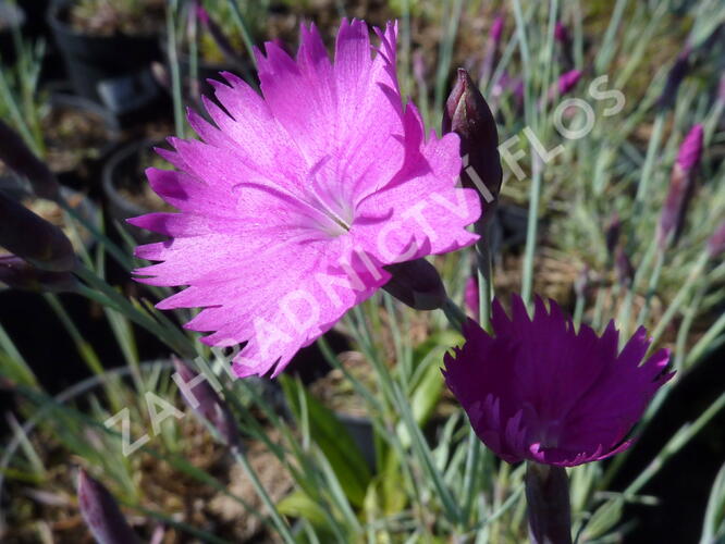 Hvozdík sivý 'Feuerhexe' - Dianthus gratianopolitanus 'Feuerhexe'