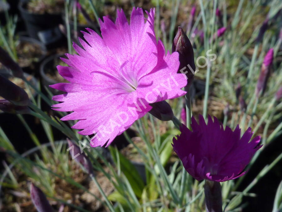 Hvozdík sivý 'Feuerhexe' - Dianthus gratianopolitanus 'Feuerhexe'