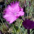 Hvozdík sivý 'Feuerhexe' - Dianthus gratianopolitanus 'Feuerhexe'