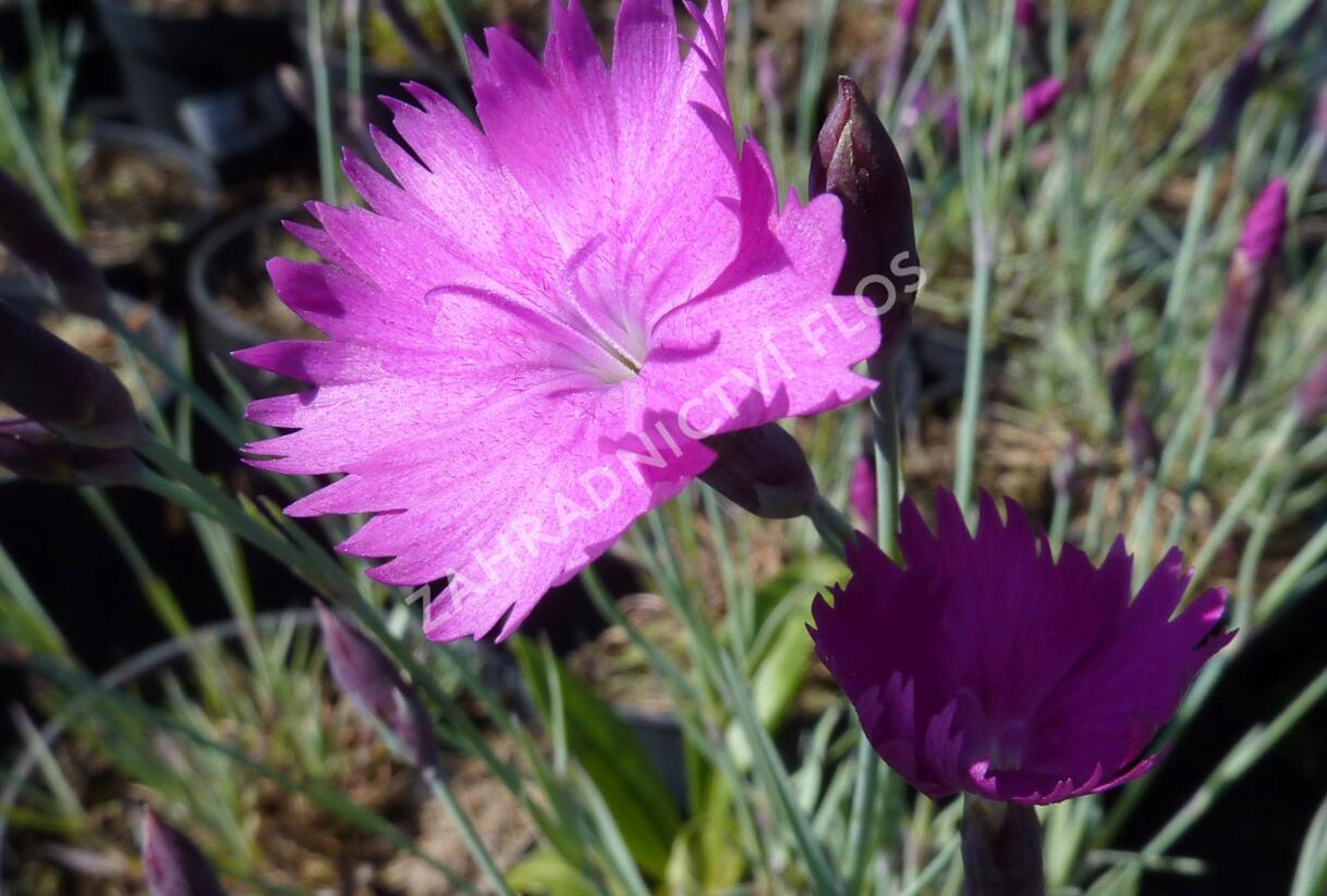Hvozdík sivý 'Feuerhexe' - Dianthus gratianopolitanus 'Feuerhexe'