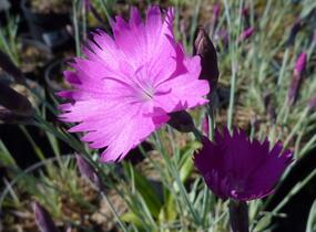 Hvozdík sivý 'Feuerhexe' - Dianthus gratianopolitanus 'Feuerhexe'