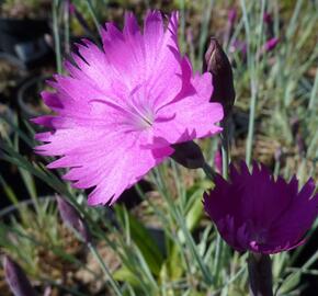 Hvozdík sivý 'Feuerhexe' - Dianthus gratianopolitanus 'Feuerhexe'