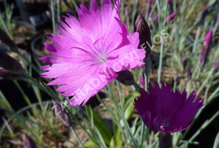 Hvozdík sivý 'Feuerhexe' - Dianthus gratianopolitanus 'Feuerhexe'