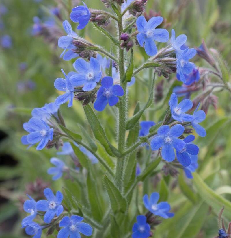 Pilát modrý 'Little John' - Anchusa azurea 'Little John'
