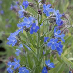 Pilát modrý 'Little John' - Anchusa azurea 'Little John'