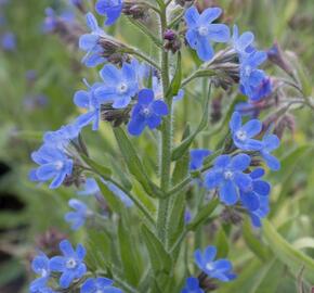 Pilát modrý 'Little John' - Anchusa azurea 'Little John'