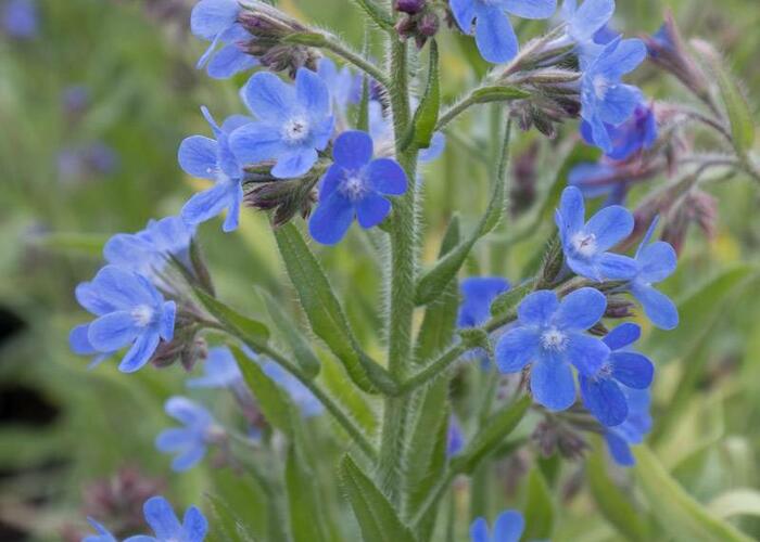 Pilát modrý 'Little John' - Anchusa azurea 'Little John'