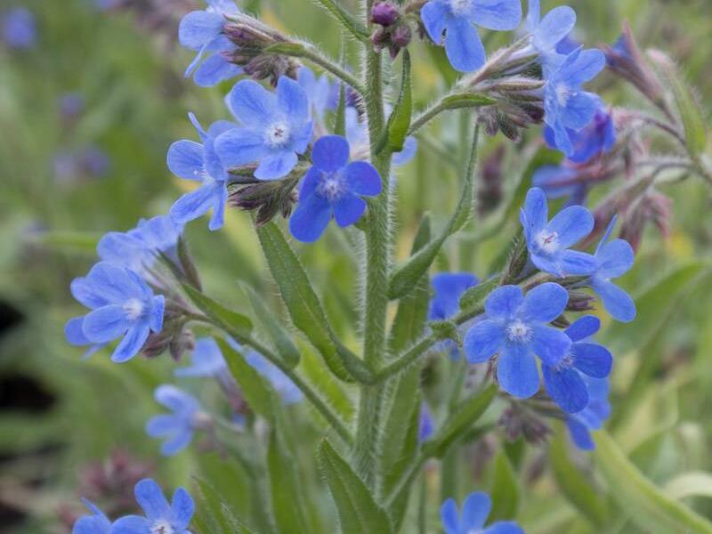 Pilát modrý 'Little John' - Anchusa azurea 'Little John'