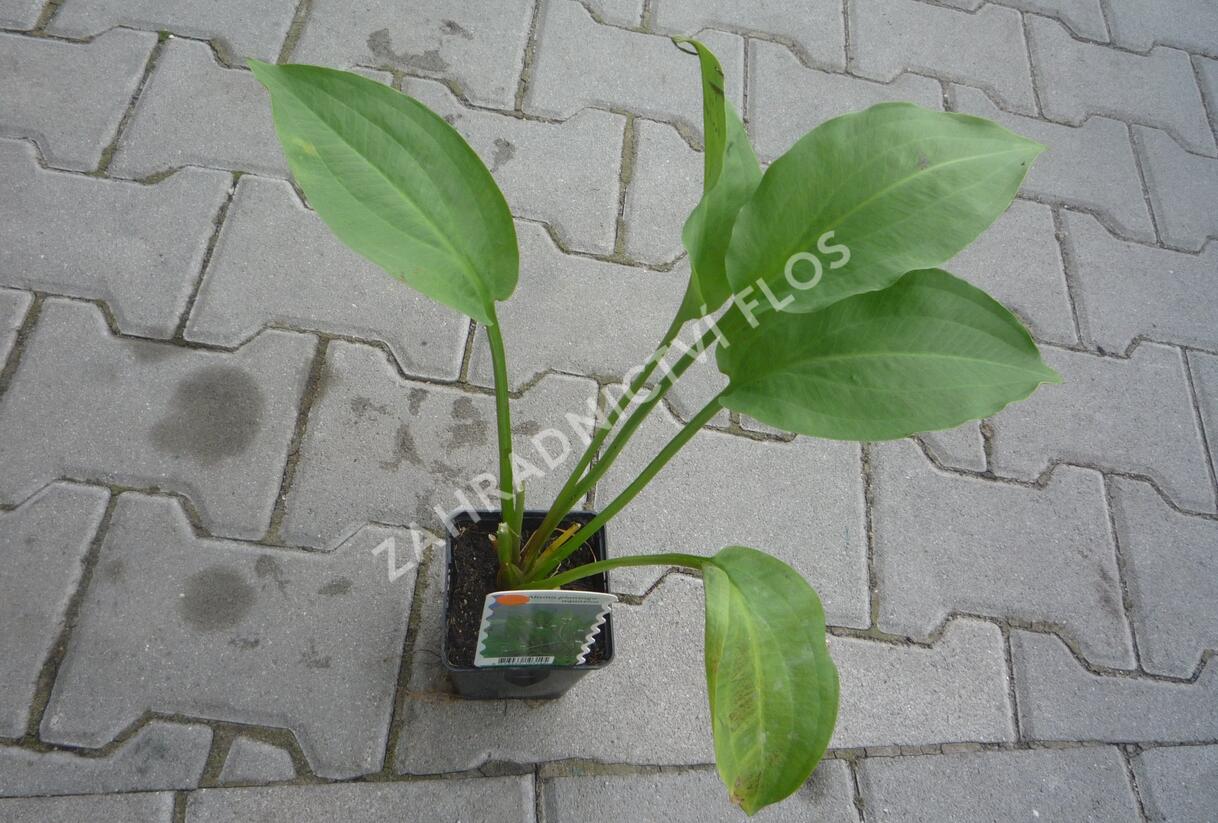 Žabník jitrocelový - Alisma plantago-aquatica
