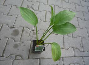 Žabník jitrocelový - Alisma plantago-aquatica