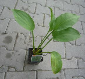 Žabník jitrocelový - Alisma plantago-aquatica