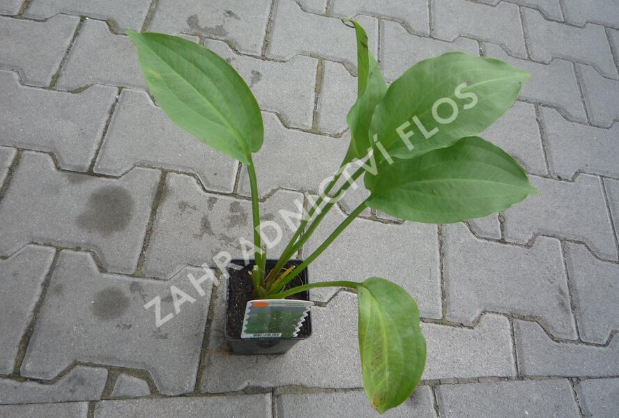 Žabník jitrocelový - Alisma plantago-aquatica