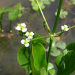 Žabník jitrocelový - Alisma plantago-aquatica