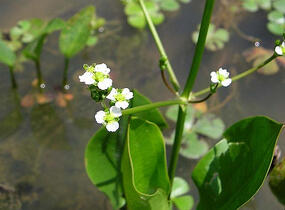 Žabník jitrocelový - Alisma plantago-aquatica