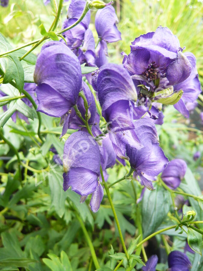 Oměj Henryův 'Spark' - Aconitum henryi 'Spark'