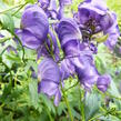 Oměj Henryův 'Spark' - Aconitum henryi 'Spark'