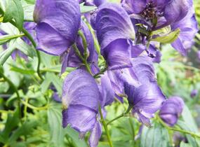Oměj Henryův 'Spark' - Aconitum henryi 'Spark'