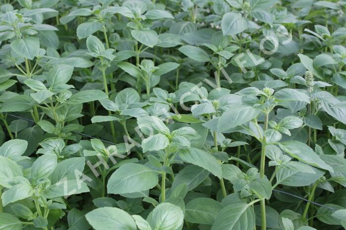 Bazalka 'Magic White' - Ocimum hybrida 'Magic White'