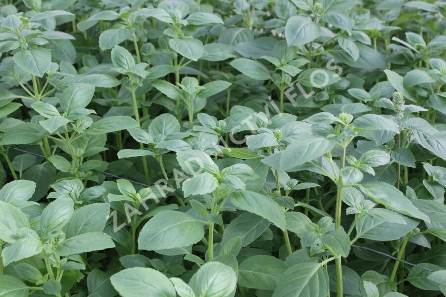 Bazalka 'Magic White' - Ocimum hybrida 'Magic White'