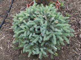Smrk černý 'Machala' - Picea mariorika 'Machala'