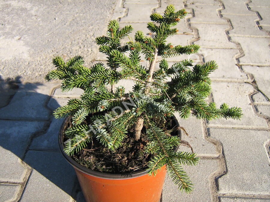 Smrk 'Machala' - Picea mariorika 'Machala'