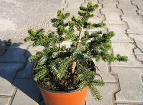 Smrk černý 'Machala' - Picea mariorika 'Machala'