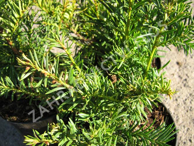 Tis červený 'Washingtonii' - Taxus baccata 'Washingtonii'