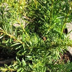 Tis červený 'Washingtonii' - Taxus baccata 'Washingtonii'