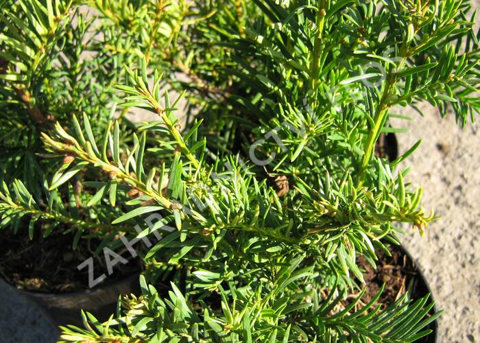 Tis červený 'Washingtonii' - Taxus baccata 'Washingtonii'