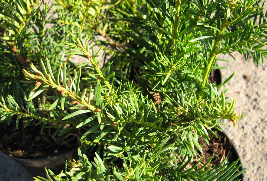 Tis červený 'Washingtonii' - Taxus baccata 'Washingtonii'