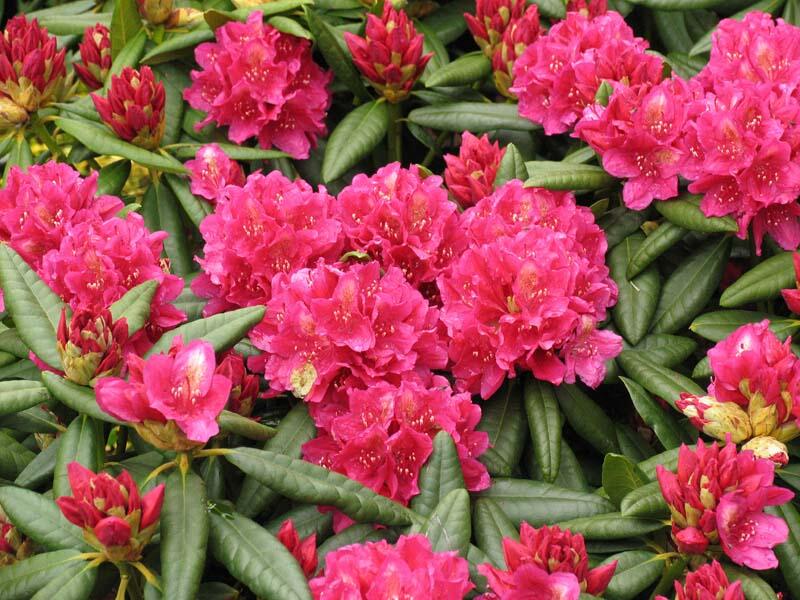 Pěnišník 'Mrs P. den Ouden' - Rhododendron (T) 'Mrs P. den Ouden'