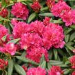 Pěnišník 'Mrs P. den Ouden' - Rhododendron (T) 'Mrs P. den Ouden'