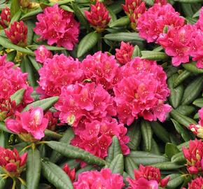Pěnišník 'Mrs P. den Ouden' - Rhododendron (T) 'Mrs P. den Ouden'