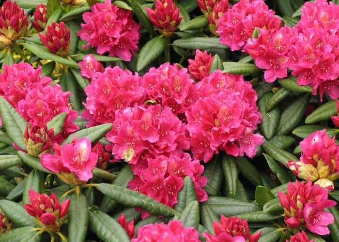 Pěnišník 'Mrs P. den Ouden' - Rhododendron (T) 'Mrs P. den Ouden'