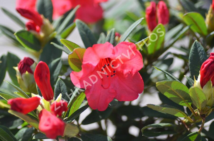 Pěnišník 'Elizabeth' - Rhododendron (R) 'Elizabeth'