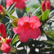 Pěnišník 'Elizabeth' - Rhododendron (R) 'Elizabeth'