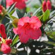 Pěnišník 'Elizabeth' - Rhododendron (R) 'Elizabeth'