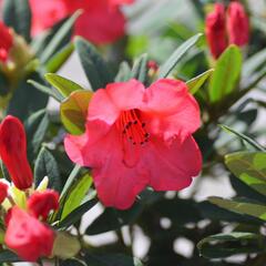 Pěnišník 'Elizabeth' - Rhododendron (R) 'Elizabeth'