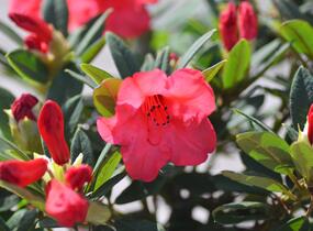 Pěnišník 'Elizabeth' - Rhododendron (R) 'Elizabeth'