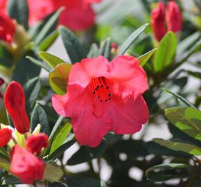 Pěnišník 'Elizabeth' - Rhododendron (R) 'Elizabeth'