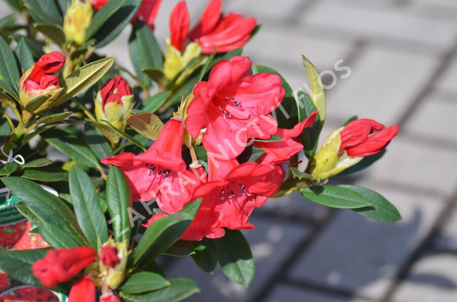 Pěnišník 'Elizabeth' - Rhododendron (R) 'Elizabeth'