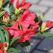 Pěnišník 'Elizabeth' - Rhododendron (R) 'Elizabeth'