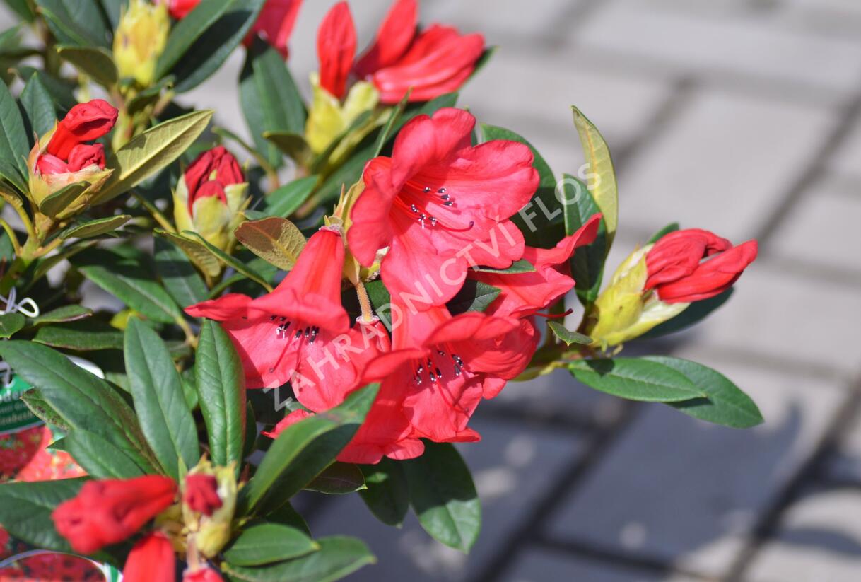 Pěnišník 'Elizabeth' - Rhododendron (R) 'Elizabeth'