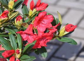 Pěnišník 'Elizabeth' - Rhododendron (R) 'Elizabeth'