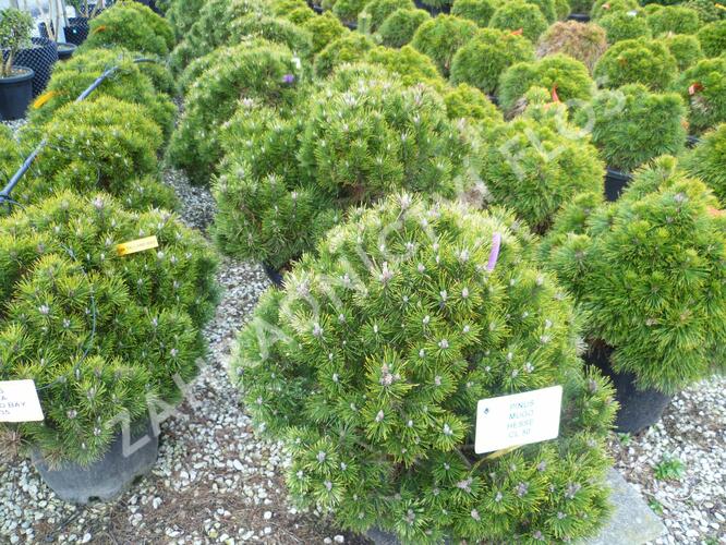 Borovice kleč 'Hesse' - Pinus mugo 'Hesse'