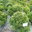 Borovice kleč 'Hesse' - Pinus mugo 'Hesse'