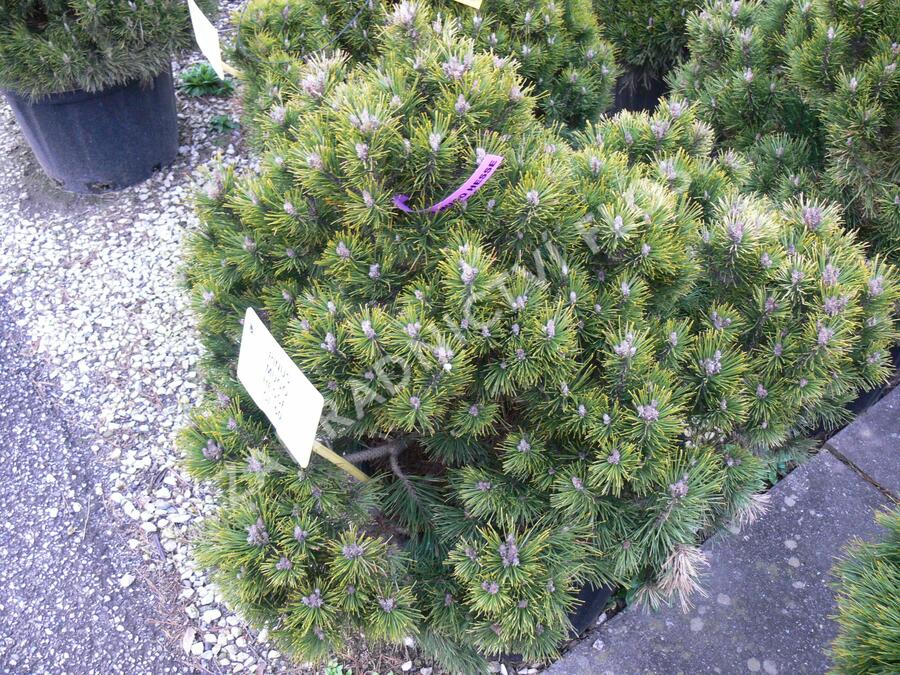 Borovice kleč 'Hesse' - Pinus mugo 'Hesse'