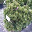 Borovice kleč 'Hesse' - Pinus mugo 'Hesse'