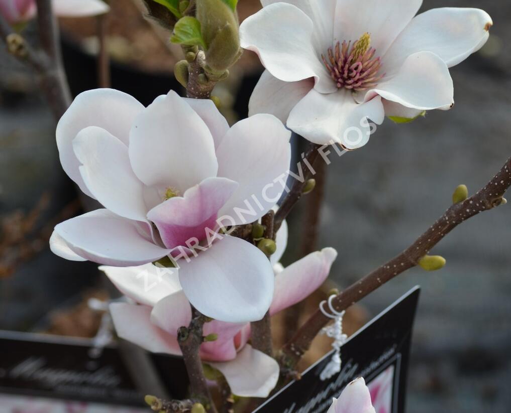Šácholan Soulangeanův 'Satisfaction' - Magnolia soulangeana 'Satisfaction'